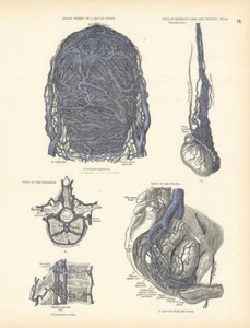 Anatomy. Gravid Uterus Blood Vessels, Testicle, Vertebrae, Pelvis Veins 1880 - Picture 1 of 1