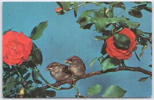 Vintage Franklin Ofen Ohio Postkarte mit Spatzen & roten Rosen - Bild 1 von 2