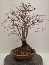 Bonsai di Acero palmatum verde h.40 cm Visita il mio negozio!