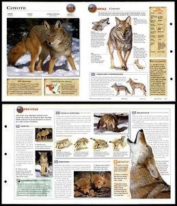 Coyote #63 Mammals - Wildlife Explorer Fold-Out Card - Picture 1 of 1