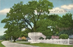 Postcard Mississippi MS Biloxi Sturdy Oak Tree East Beach Linen c1940s  - Picture 1 of 1