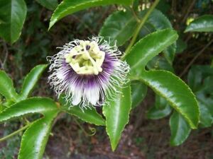 Passion Fruit - Possum Purple - Passiflora edulis