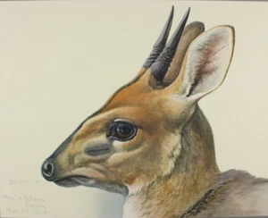 1930 Louis Fuertes Abessinian Duiker Antilope Print Special Publication Museum - Bild 1 von 8