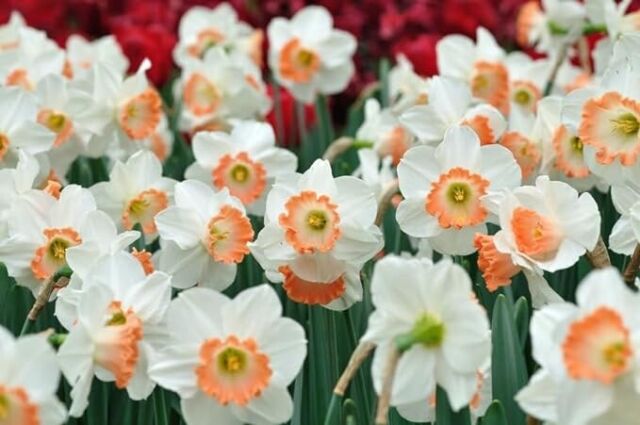 Double Daffodil Bulbs  Colorblends® Wholesale Flowerbulbs