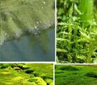 Spießmoos schnellwüchsige exotische Pflanzen Bodendecker im für den Garten Teich