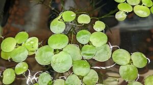 15 Amazon Frogbit - Live Floating Aquarium / Pond Plant