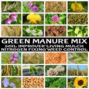 GREEN MANURE SEEDS MIX-50 GRAMS-COVER CROP-FLOWER-VEGETABLE HERB GARDEN PLANTS - Picture 1 of 22