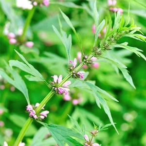 Semillas Motherwort - Leonurus cardiaca - Semillas para plantar hierbas MTC de flor perenne - Imagen 1 de 5