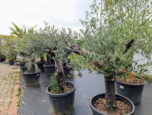 Olea europaea Olivenbaum 170–200cm winterhart knorrig dicker Stamm mediterran - Bild 1 von 1