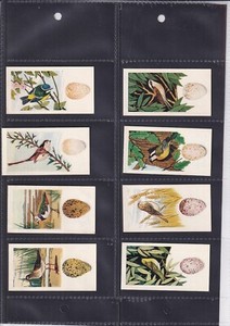 LAMBERTS (TEA) - BRDS & THEIR EGGS - TYPE CARD - NO. 19  RED BACKED SHRIKE