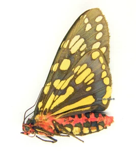Unmounted Butterfly/Erebidae - Callindra (Callimorpha) principalis principalis - Imagen 1 de 1