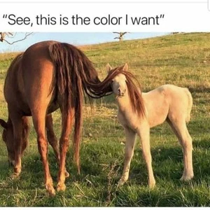 Funny horse  refrigerator magnet  3 1/2 X 3 1/2 " - Picture 1 of 1