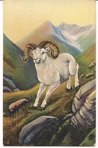 ALASKAN WHITE MOUNTAIN SHEEP Alaska LINEN POSTCARD Art Vintage - Photo 1/2