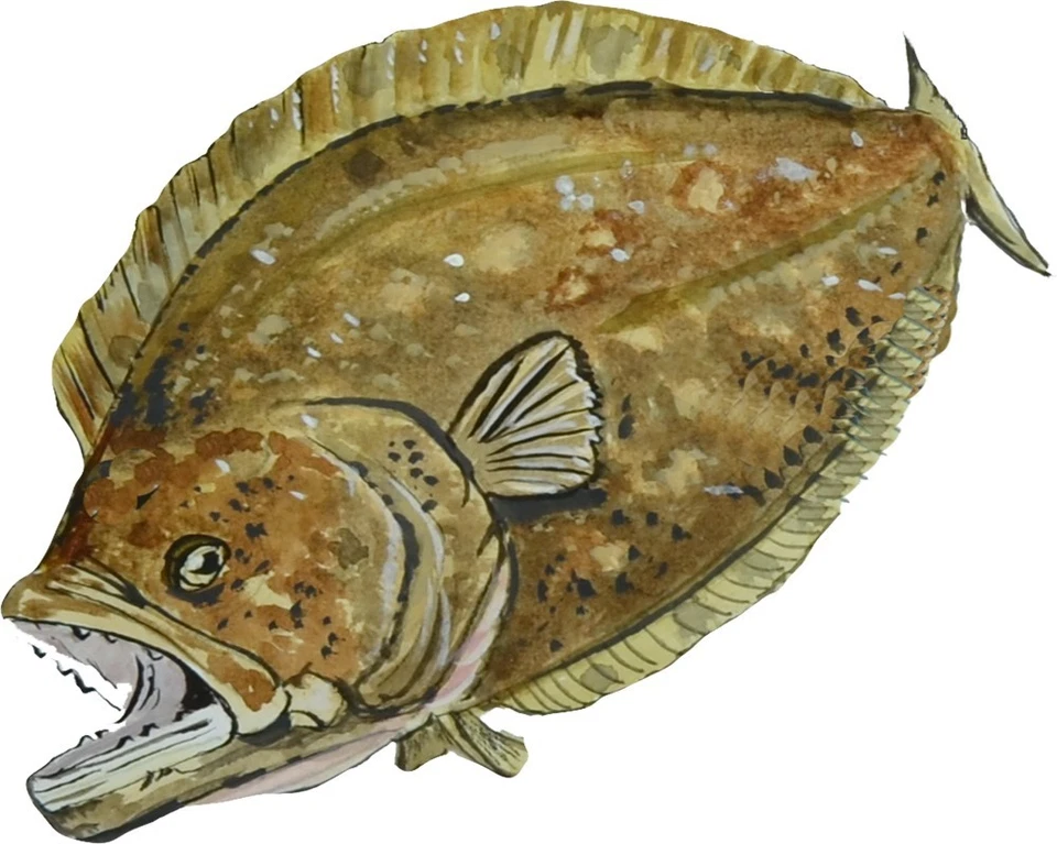 EASTARD BEACH DECALS Realistic Art Flounder Fish Vinyl Decal Sticker - Car Home Truck Cooler Boat RV