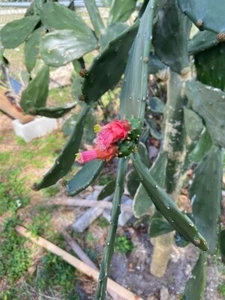 6+  Lbs of Spineless CACTUS PADS Opuntia Nopal 4 Reptile, Human Food or 2 Plant - Picture 1 of 6