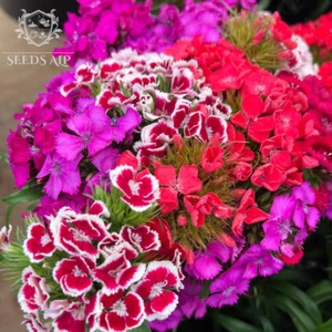 20.000 Samen Bartnelken Dianthus barbatus PRACHTMISCHUNG Nelken Süßer William - Imagen 1 de 6