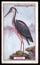 Tobacco Card, Gallaher, ANIMALS & BIRDS OF COMMERCIAL VALUE, 1921, Heron, #23