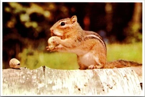 Vintage Chipmunk Yellowstone National Park, Wyoming Postcard Unposted - Picture 1 of 2