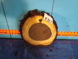  # 8317 1 7/8" grueso negro nogal tronco rebanada losa rústica cinta sierra corte  - Imagen 1 de 1