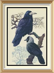 Original 70+ yr Old 1946 Vintage TUNNICLIFFE Litho Art Print Bird ROOK & JACKDAW - Picture 1 of 1