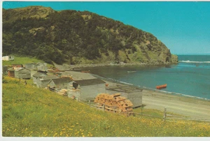 Bottle Cove, Bay of Islands, Terranova postal vintage publicada 1976 - Imagen 1 de 2