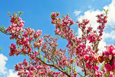 Magnolie Stecklinge rosarot winterharte Pflanzen Blumen für den Garten Deko - Bild 1 von 2