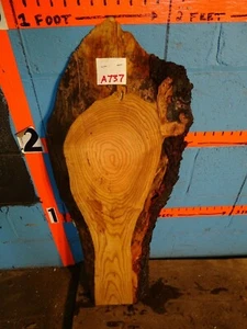 #A737 1 7/16" GROSOR cereza burl losa borde vivo    - Imagen 1 de 2