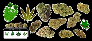 Weed Marijuana Cannabis Vinyl Sticker Bud Pack #2 - Picture 1 of 1