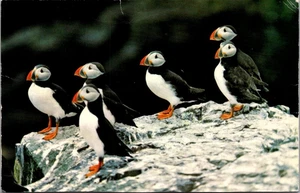 PUFFIN 4x6 animal Postcard - Picture 1 of 2