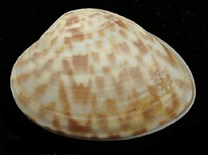 Tres (3) medias carcasas CALICO CLAM #05-16 - Imagen 1 de 5