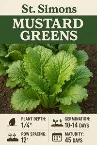 St. Simons Senfgrün Samen - Bild 1 von 1