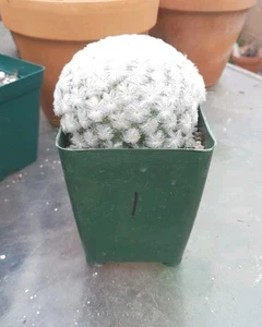 Mammillaria PLUMOSA Feather Cactus Ships In A 4" Pot. Beautiful! - Picture 1 of 5