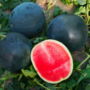 40pcs Seedless Watermelon See-ds for Planting Super Sweet Watermelon See-ds - Picture 1 of 15