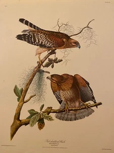 Red Shouldered Hawk Audubon Print - Bild 1 von 8
