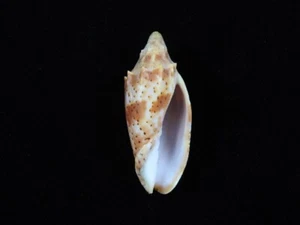 Sea Shell Cymbiola cracenta 51,2 mm ID#8845 - Imagen 1 de 4