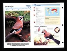 Eurasian Jay Wild Life Fact File Bird Animal Card Home School Study 2.92