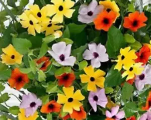 OJO DE VENUS Thunbergia colores variados 20 semillas flor trepadora enredadera - Imagen 1 de 1
