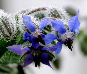 BORAGINE Borago Officinalis - 100 semi sfusi - Foto 1 di 1