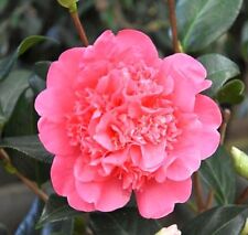 5 Fresh Cuttings of Camellia - Anticipation - Flowering Shrubs - By S.Rm.