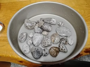 Petoskey Stone 1,5 libbre lotto non lucidato originale Michigan Hexagonaria corallo fossile - Foto 1 di 10