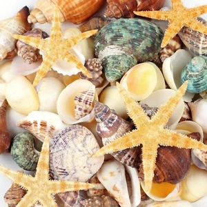 80+ Stck. verschiedene Größen Ozean gemischt Seesterne Muscheln zum Basteln Naturmeere - Bild 1 von 8