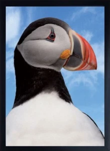 PUFFIN 3D KÜHLSCHRANKMAGNET mit Ständer für Schreibtisch, Regal etc - Bild 1 von 1