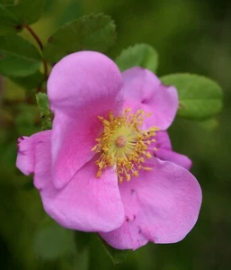 Wildrose Carolinarose  Wiesenrose Rosa carolina 60-100 cm im 3-Liter Container - Bild 1 von 3