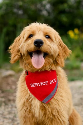 Bandana de servicio para perros y apoyo emocional Foto 1 de 3