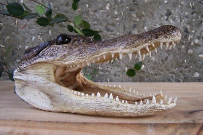 LG 5"+ GENUINO CABEZA DE COCODRILO CRÁNEO TAXIDERMIA DIENTES REALES MANDÍBULA REPTIL PANTANO CAIMÁN Foto 1 de 4