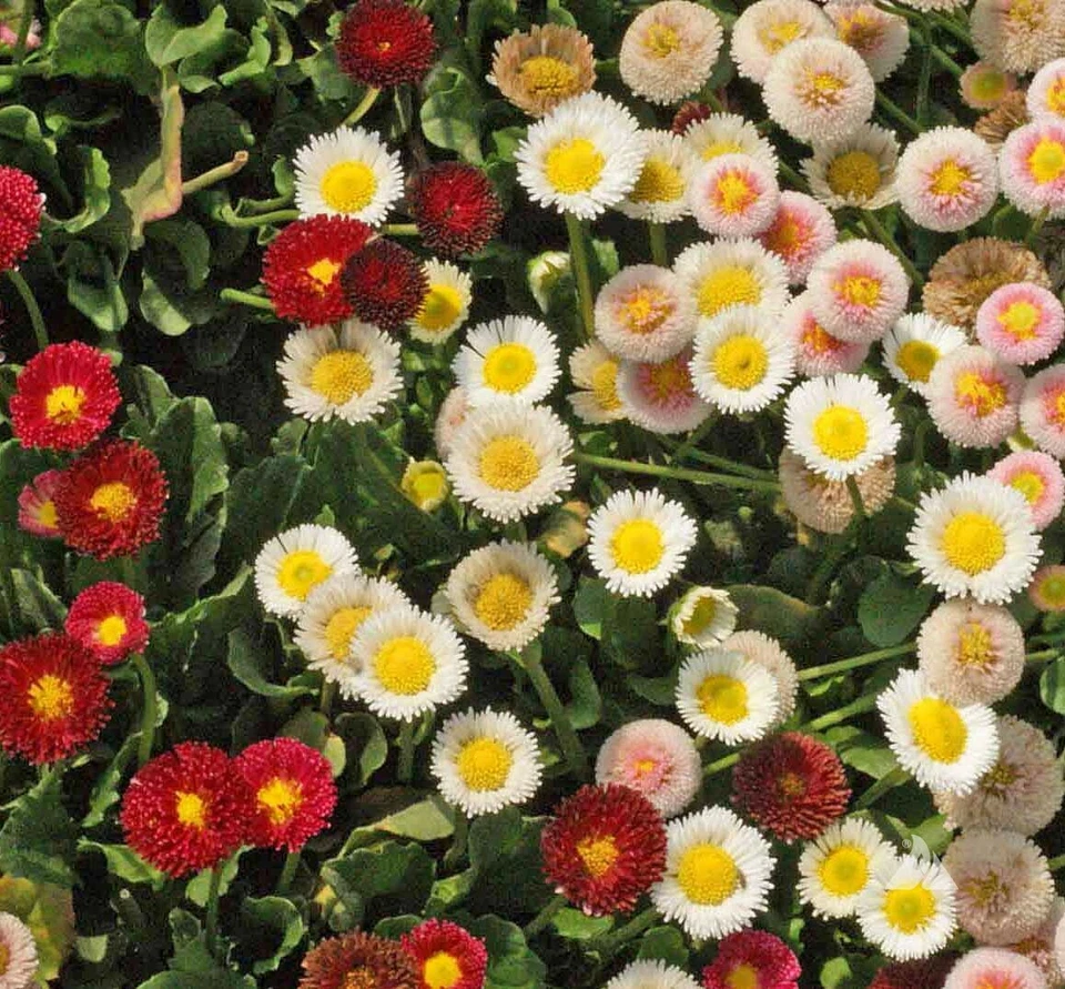 English Daisy Wildflower Seeds, Bellis perennis, Variety Sizes, FREE SHIPPING - Image 1 of 1