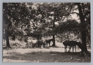 Lipica Lipizza Croacia 1969 - Caballos yegua bosque - Foto antigua años 60 - Imagen 1 de 2