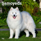 Browntrout Samoyeds 2024 12 x 12 Wall Calendar w