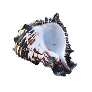 Large Natural Sea Shells Ocean Conch for Beach Theme Party Home Decorations