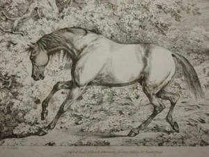Studies of the Horse HENRY ALKEN 1831 1st Edition Equestrian Art/Drawing RARE - Picture 1 of 24